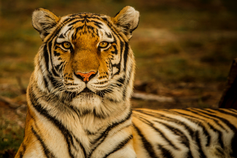 老虎在地上的野生动物摄影