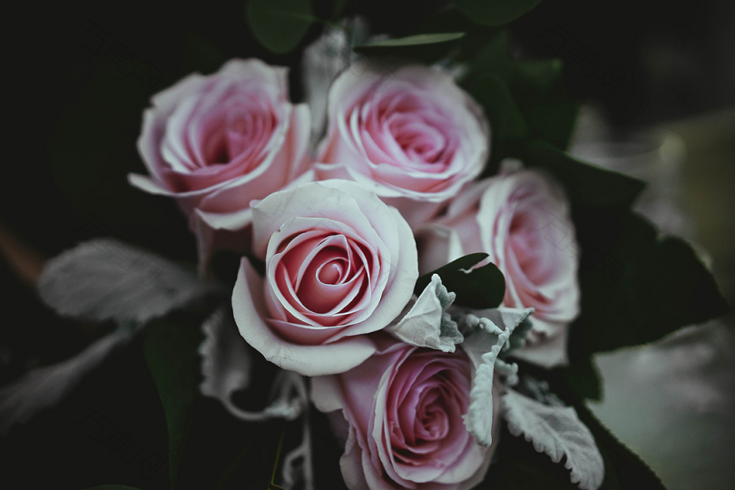 粉红玫瑰花束特写摄影