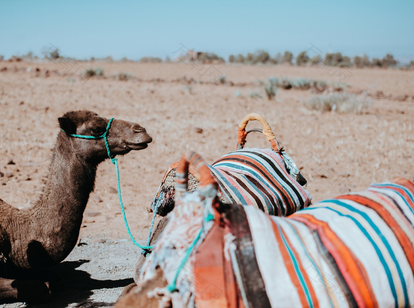 褐骆驼白天坐在沙漠上