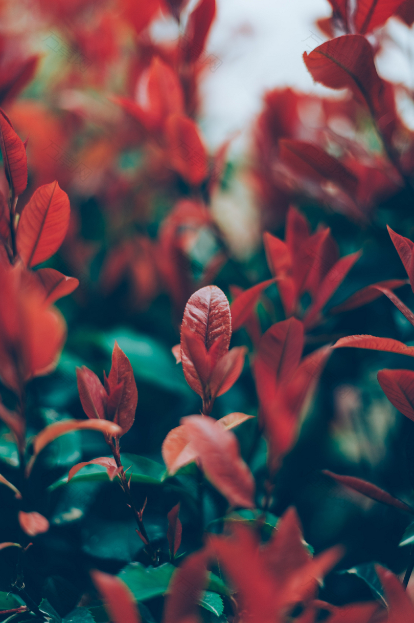 红叶植物的选择性聚焦摄影