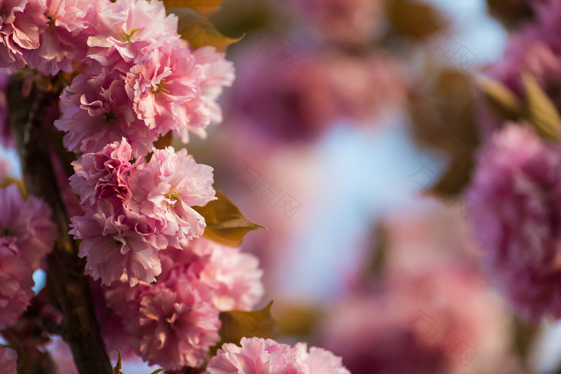 粉红色康乃馨花的选择性摄影
