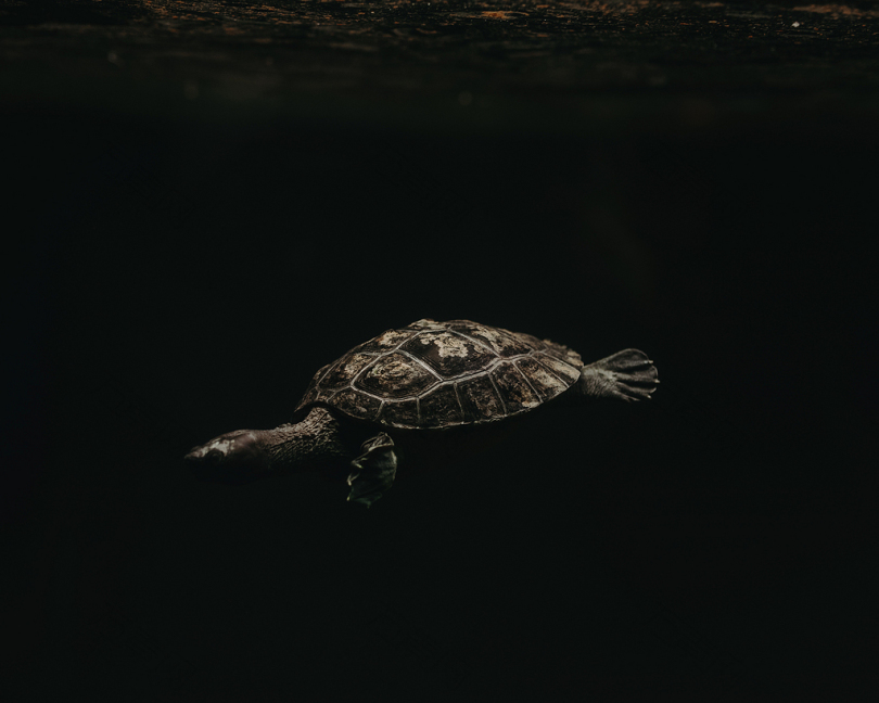 乌龟水下