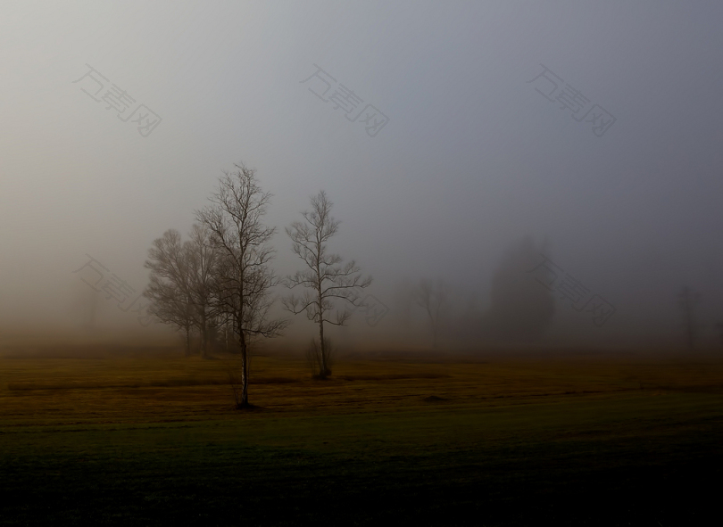 薄雾笼罩的树木