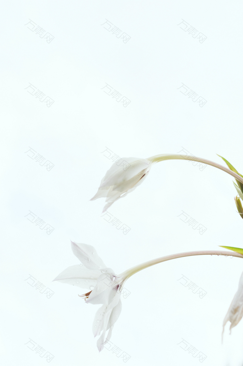 白色花瓣上的白色花瓣花