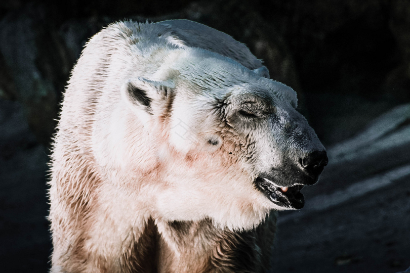 白熊的浅聚焦摄影