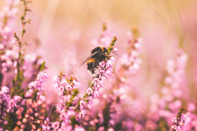 蜜蜂在粉红色花朵上的倾斜镜头摄影