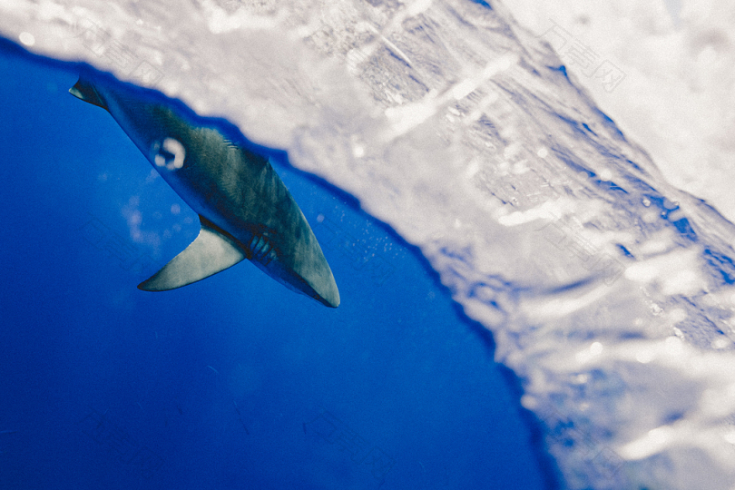 灰鲨的选择性聚焦摄影