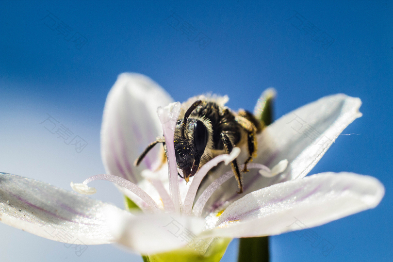白色花朵上蜜蜂的浅聚焦摄影
