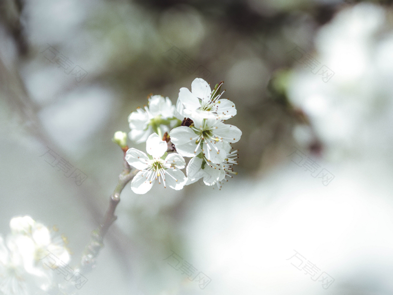 白色樱花花近摄摄影
