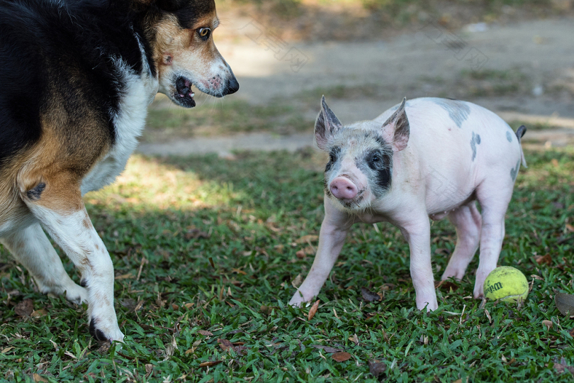 狗旁边的粉红色和灰色的猪