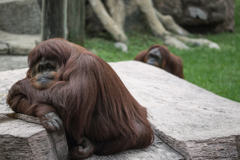 两只棕色的猴子白天坐在地板上