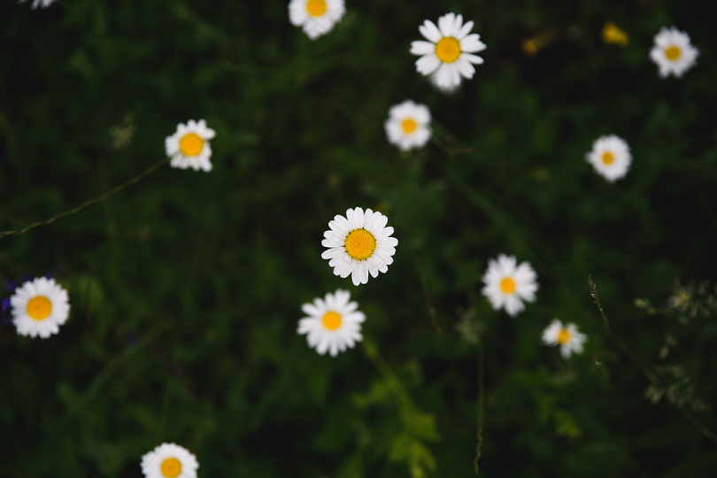 选择性聚焦摄影中的白色雏菊花
