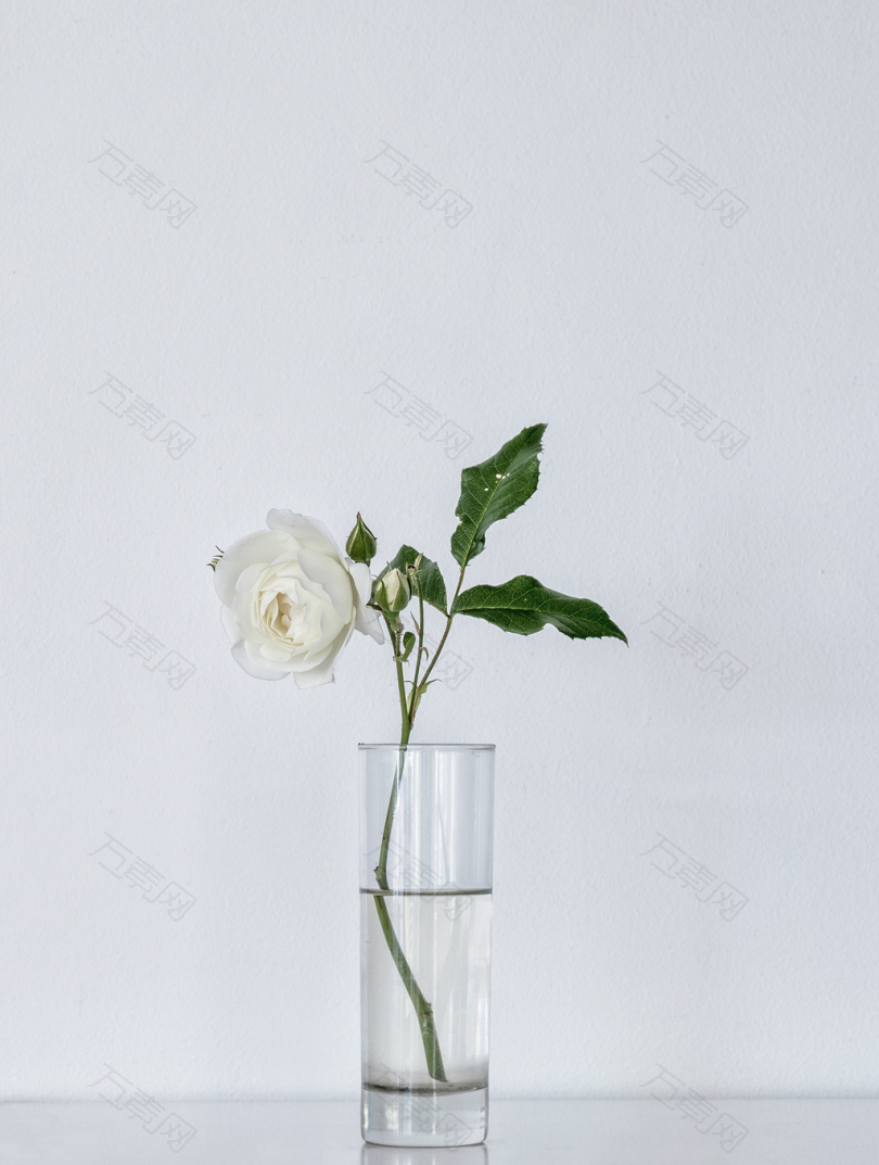 玻璃花瓶上的白玫瑰