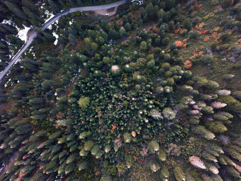 树木森林道路雪无人机视图绿色自然风景旅行徒步旅行荒野秋天颜色djimavicpromavic无人机飞机空中山犹他州