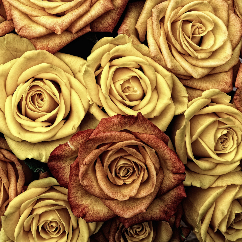 黄色和棕色的玫瑰