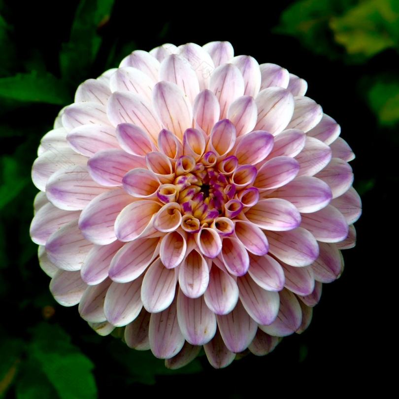 紫色和白色花瓣的选择性聚焦摄影