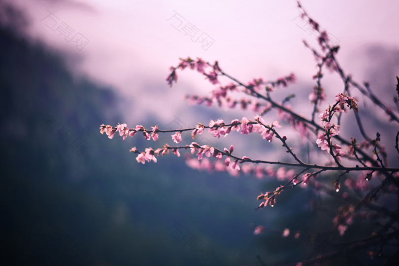 粉色花瓣的焦点照片