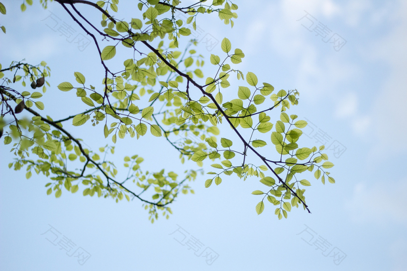 绿叶树的低角度摄影