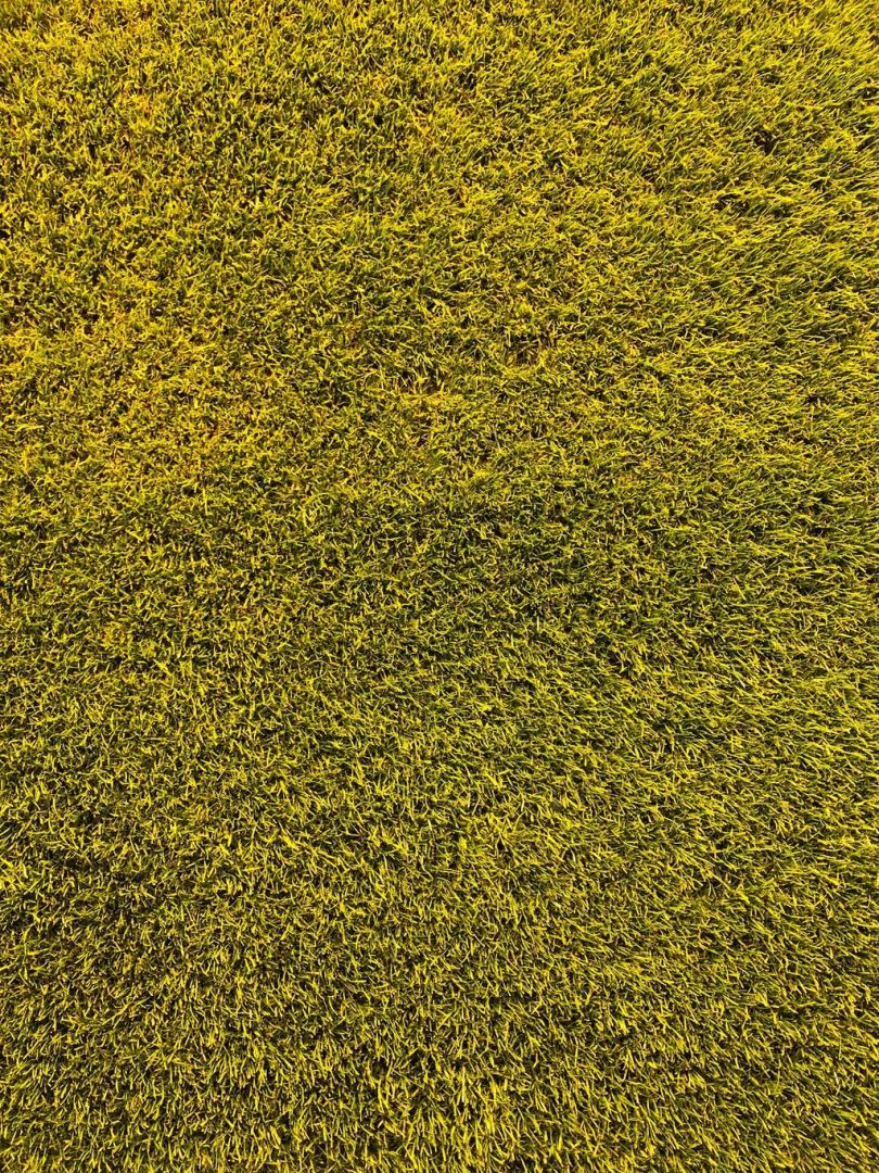 草纹理自上而下绿色黄色背景立体声原始球场壁纸拜耳足球勒沃库森巴亚雷纳拜耳04