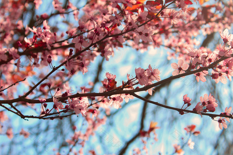 粉红花瓣树