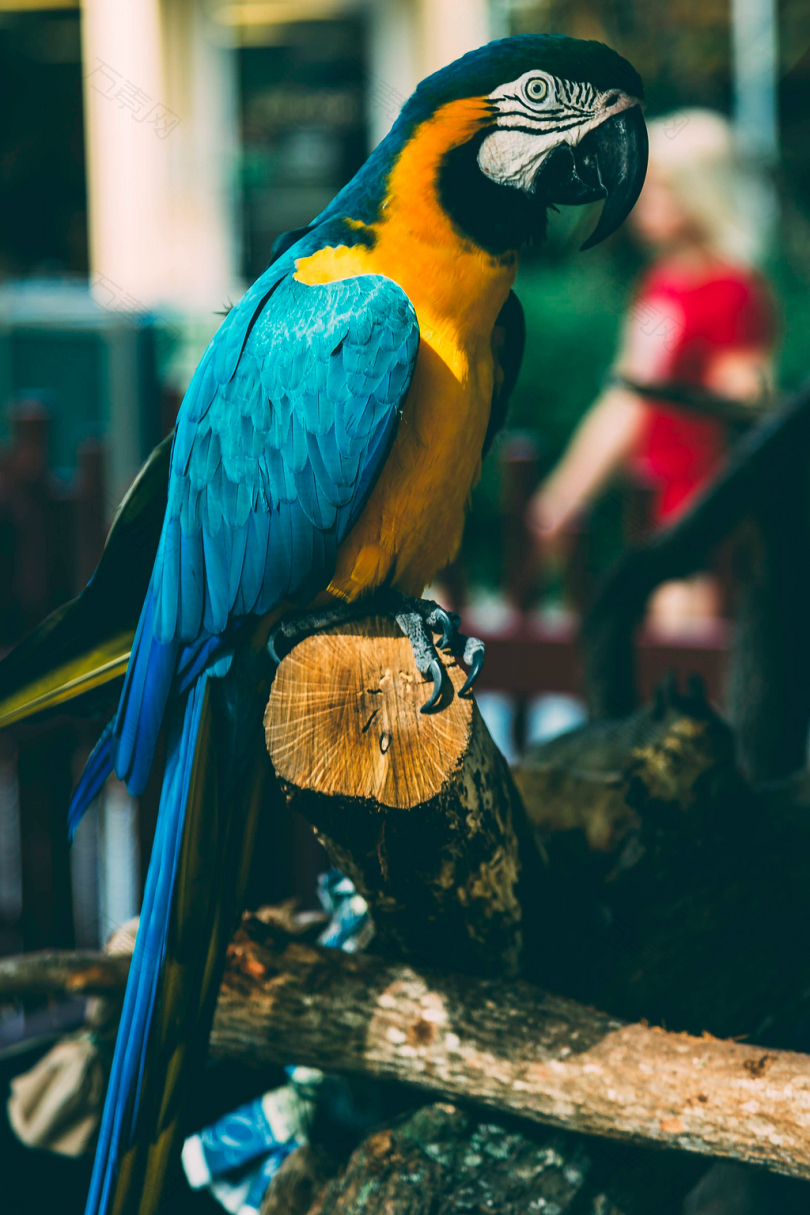 蓝黄金刚鹦鹉在棕色原木上栖息