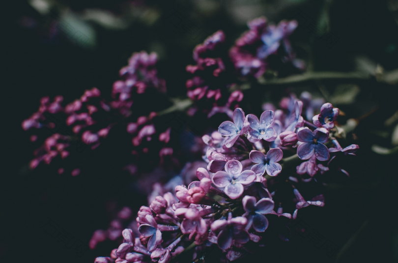 紫花摄影