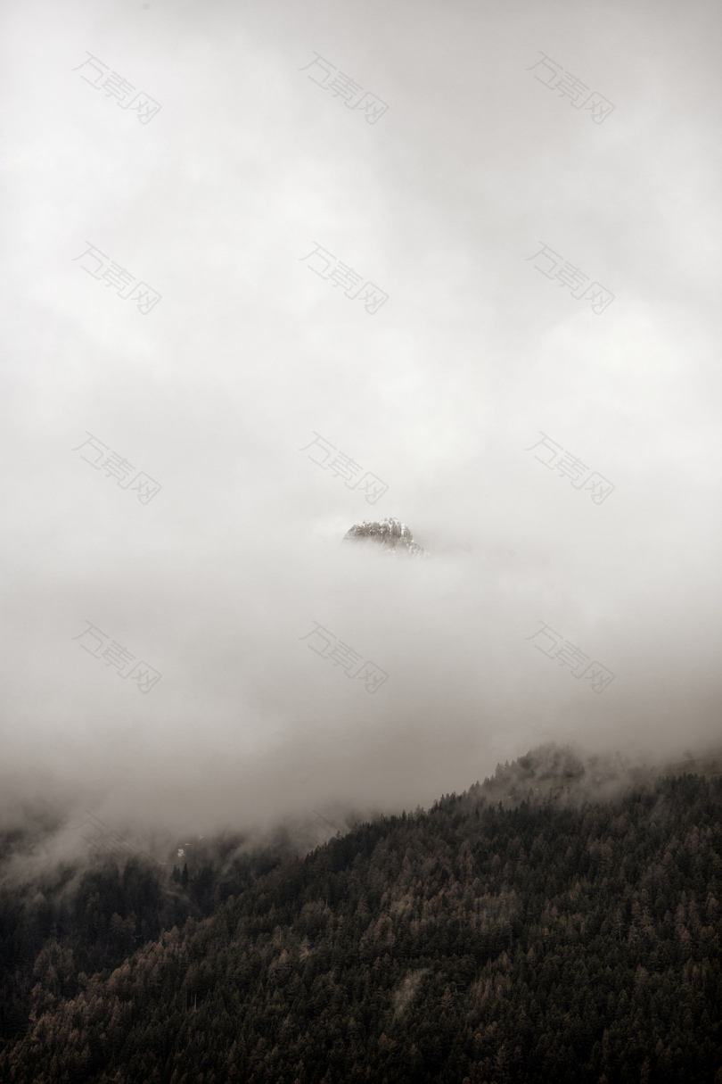 白天被雾覆盖的森林