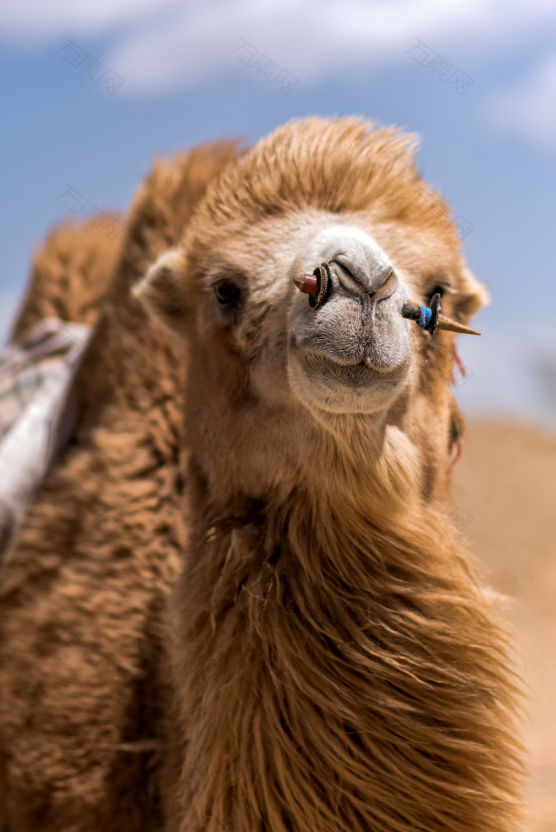 白天的棕色骆驼特写照片