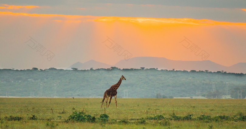 长颈鹿走在青草地上