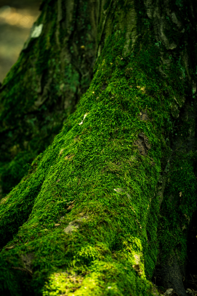苔藓树的照片