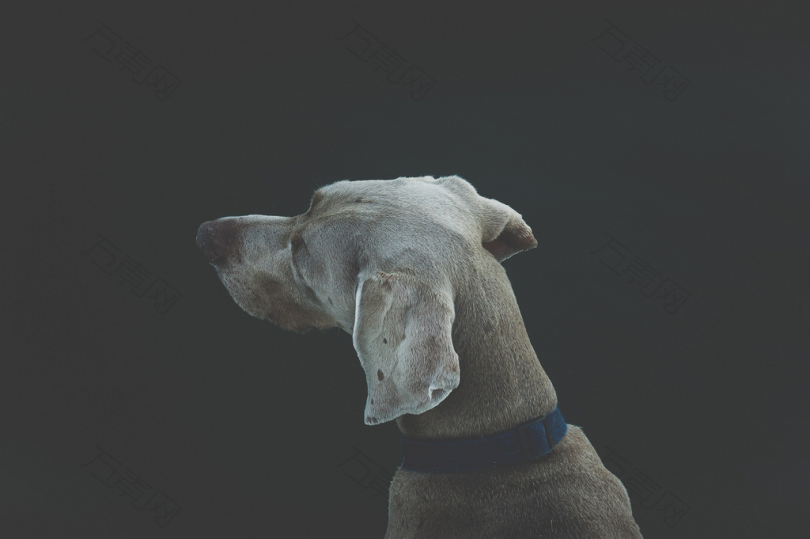短涂白棕狗的选择性聚焦摄影