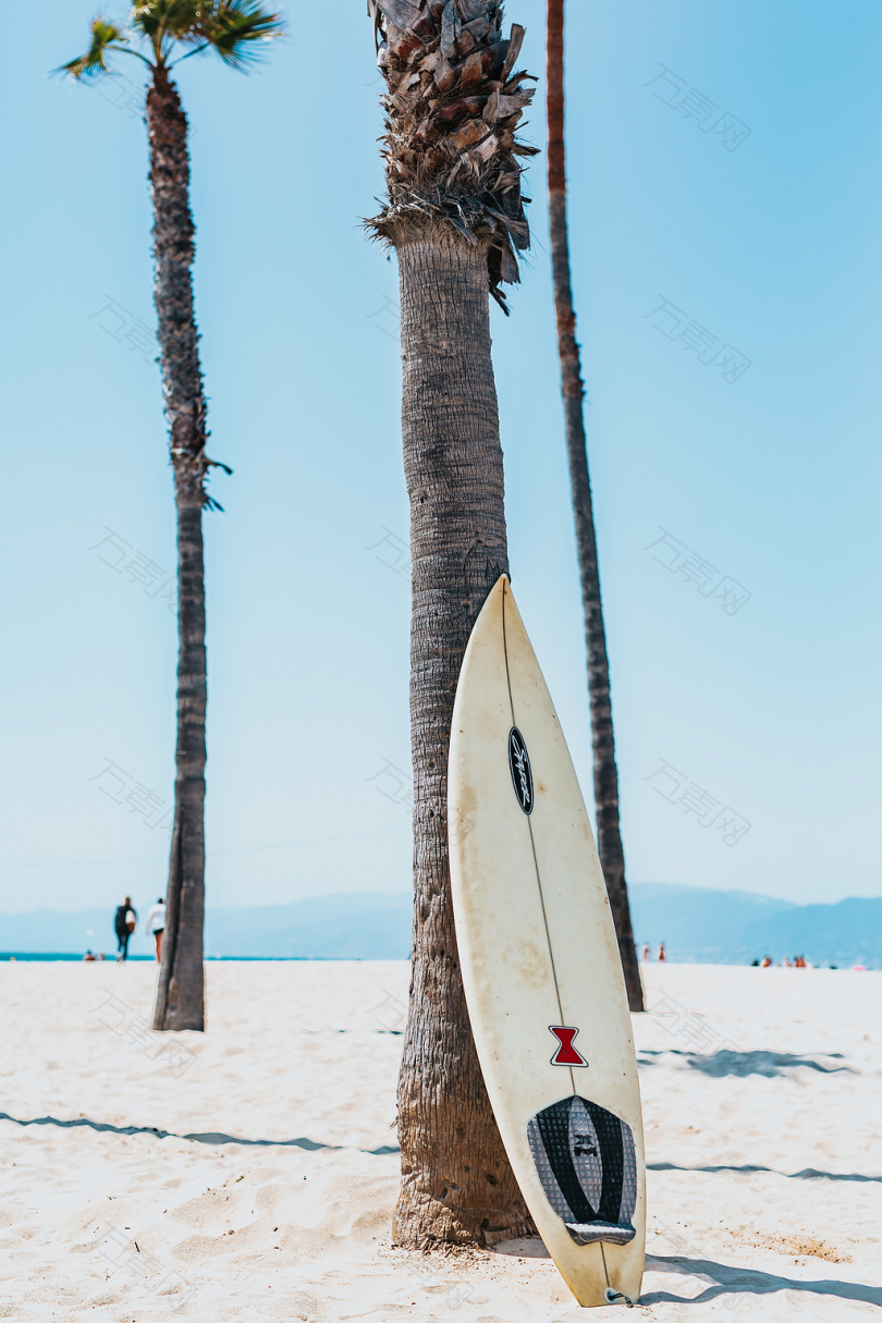 灰黑棕榈树上的黑白相间冲浪板