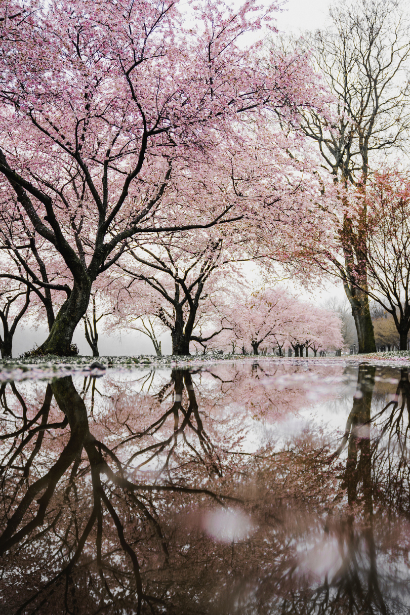 河旁的樱花树