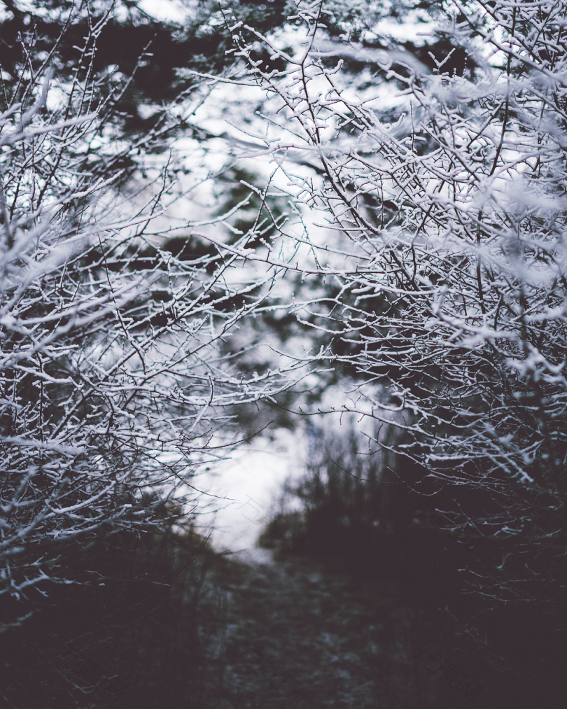 雪花凋落树的选择性灰度摄影