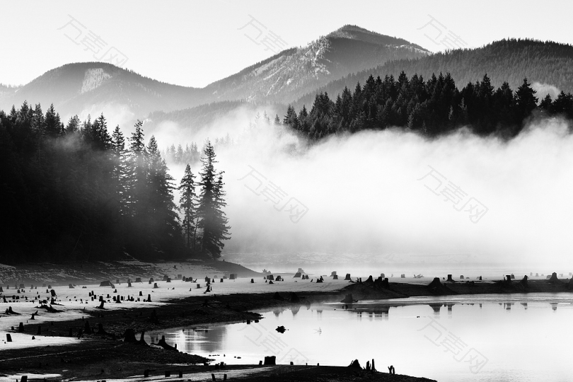 松树附近湖泊的灰度摄影