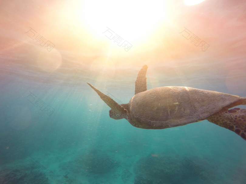 绿海龟在海洋中游泳
