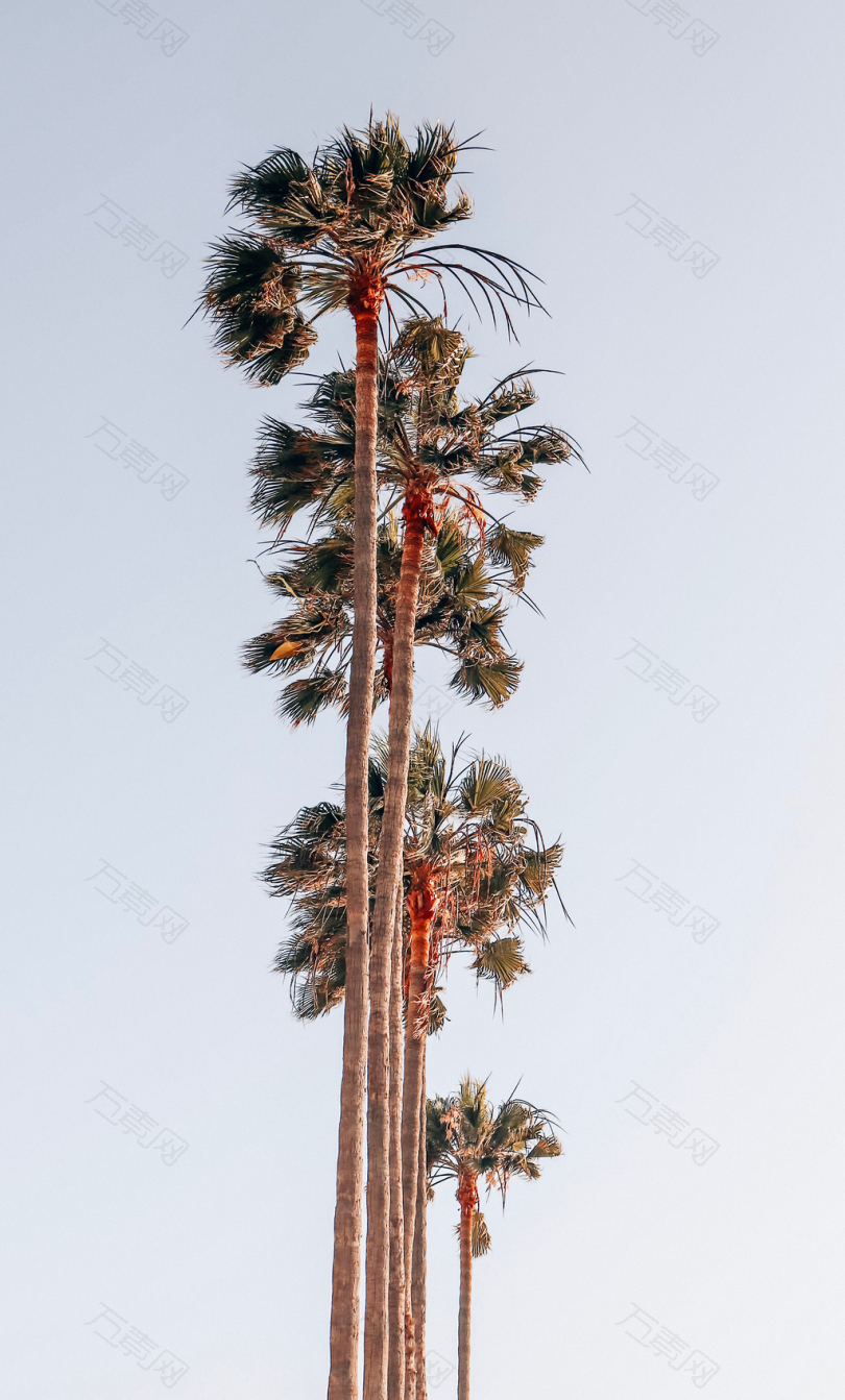 棕榈树的虫眼摄影