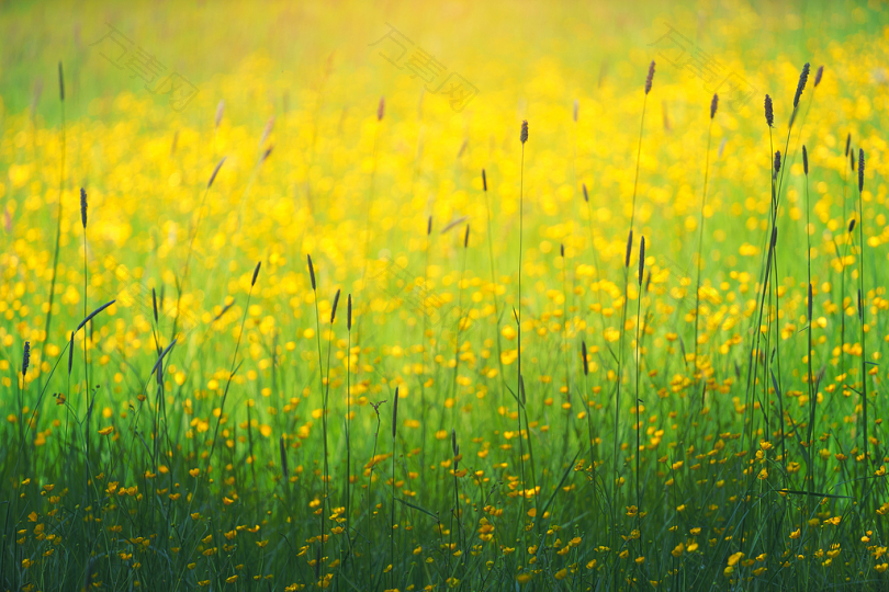 黄色花瓣野的摄影