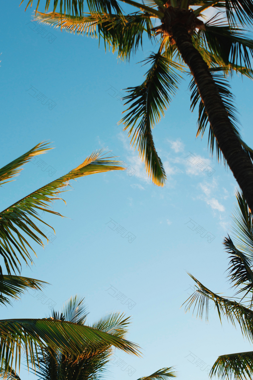 夏威夷的棕榈树