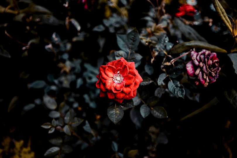 红玫瑰花的选择性聚焦摄影