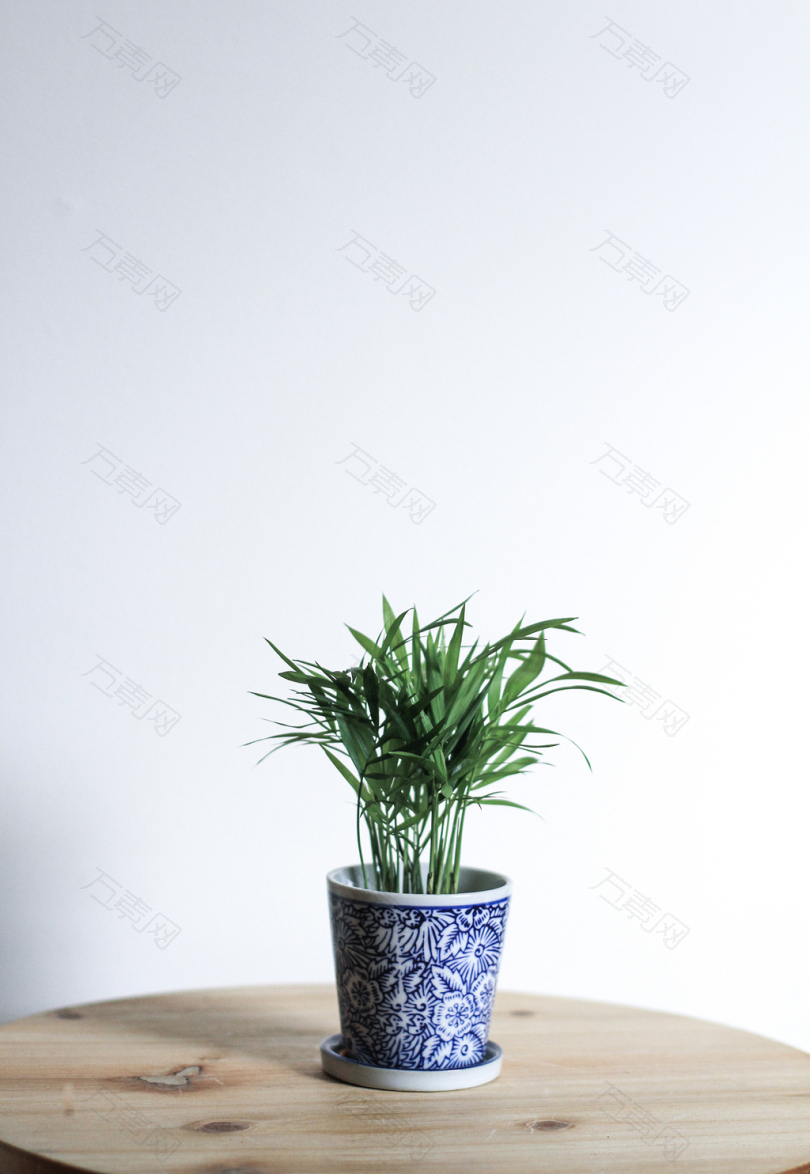 青花瓷盆栽中的绿色植物