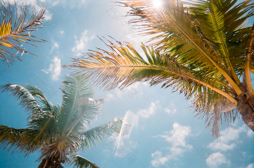 日间绿棕榈树的低角度摄影