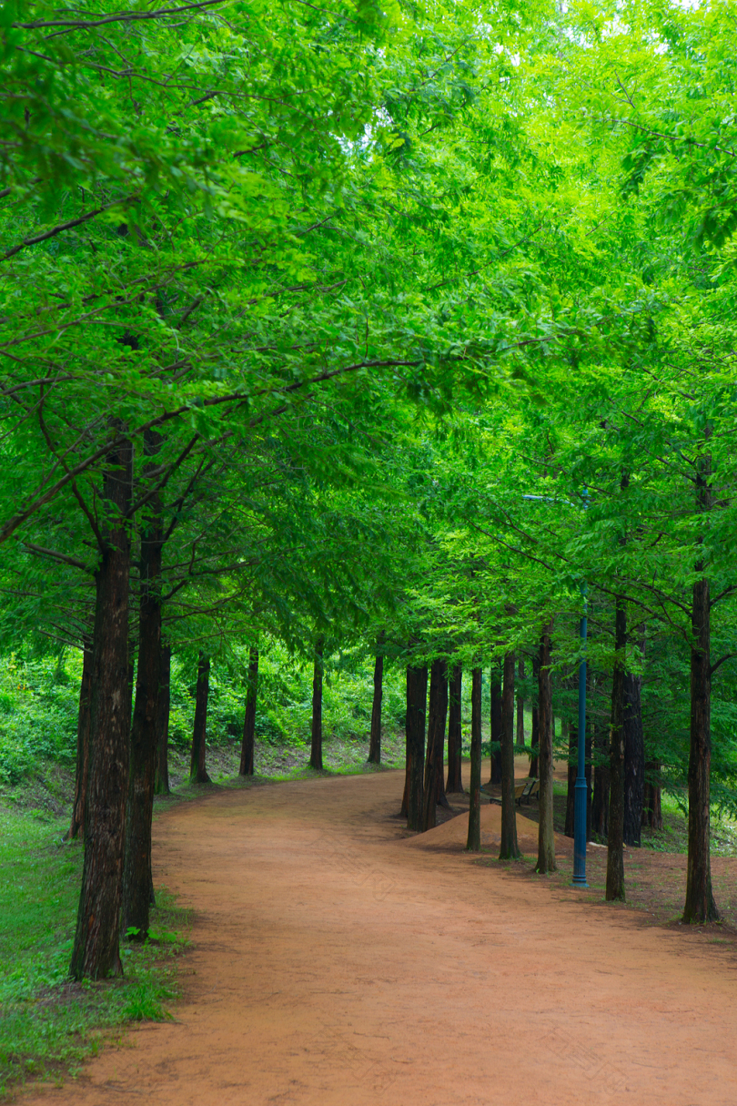 森林林道大自然木材吉打破暂停景观风光树叶抽象复原径绿色