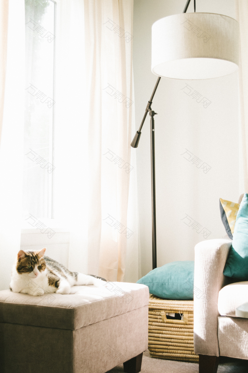 灰白色猫躺在沙发附近的棕色奥斯曼衣帽架和落地灯内明亮的房间