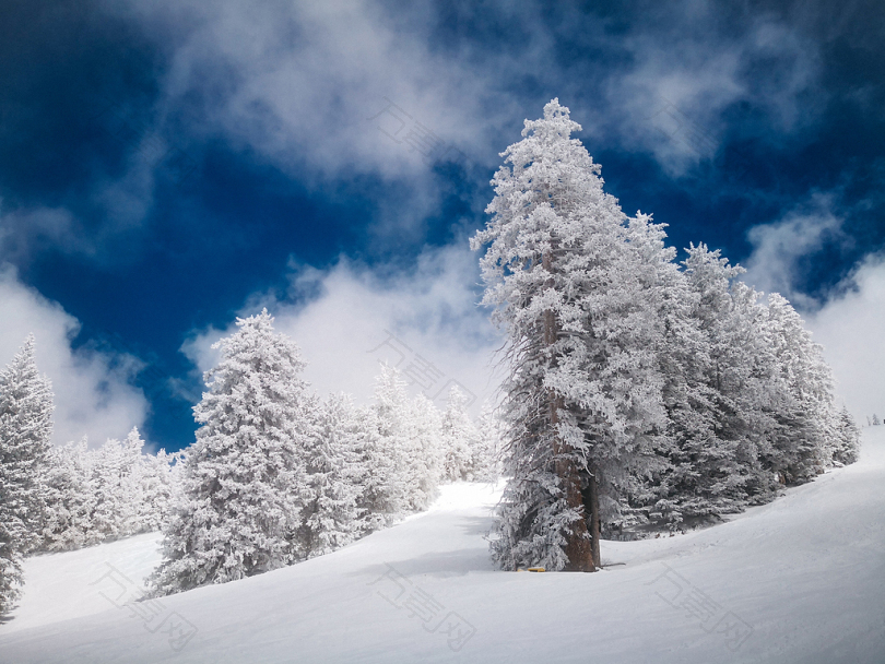 蓝天雪下的树木风景摄影