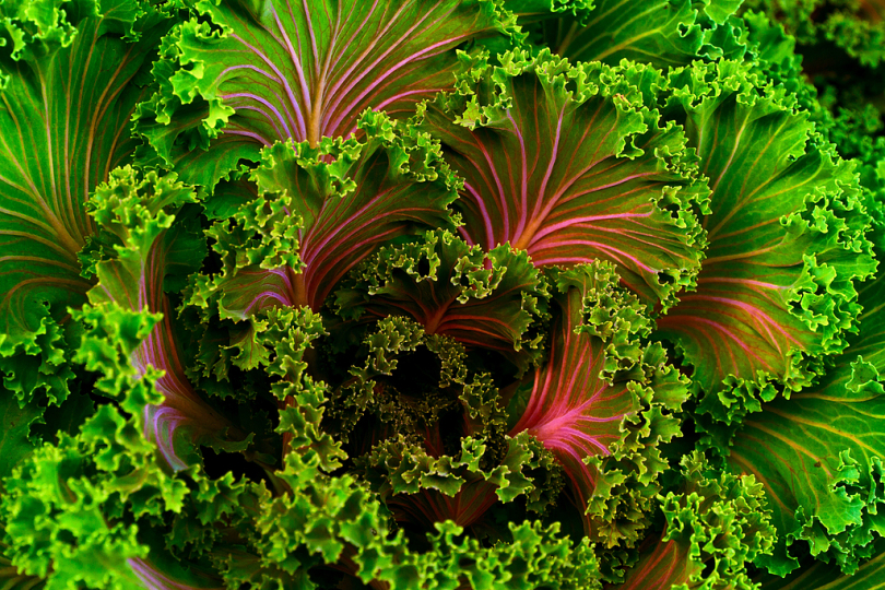 绿色蔬菜聚焦照片