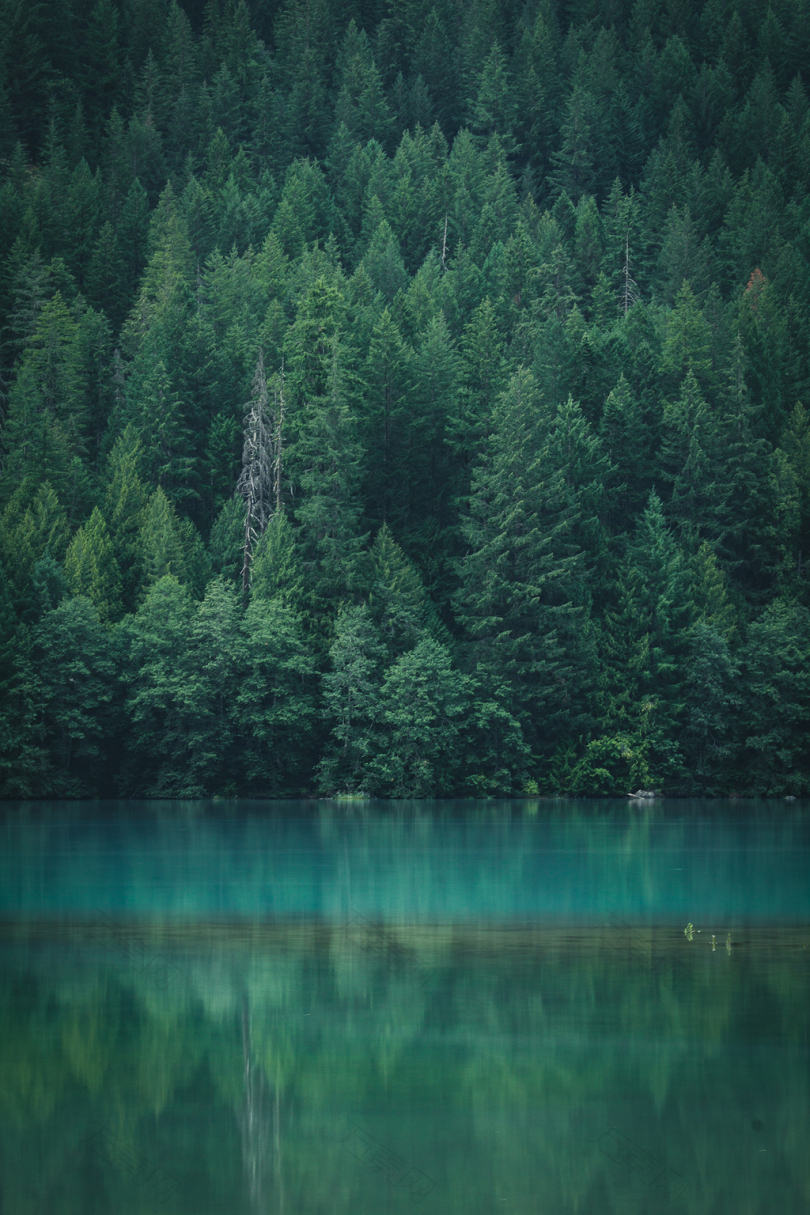 绿叶树横跨平静的水体