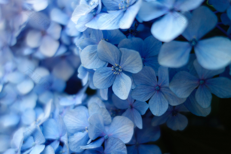 蓝色花瓣特写照片