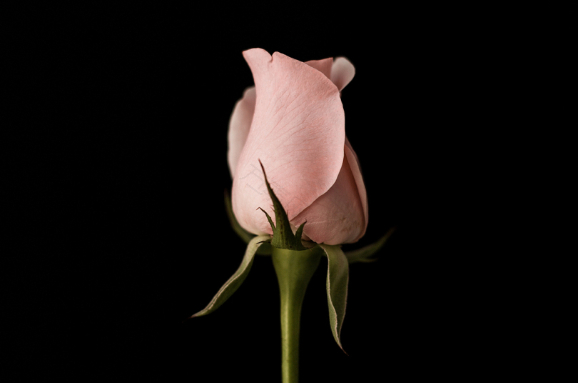 粉红玫瑰花紧身照片