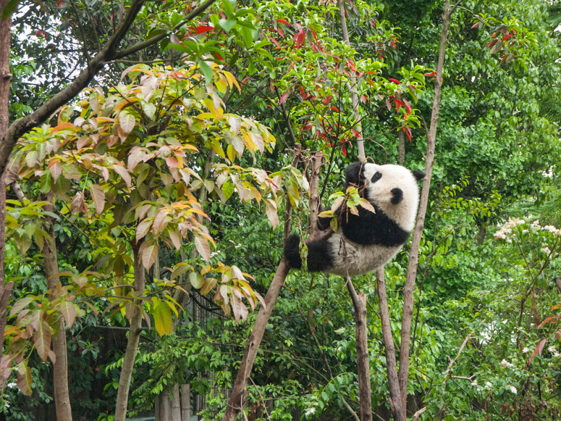 熊猫在白天爬树